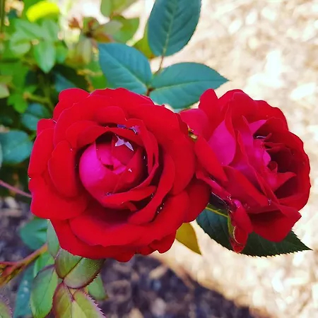 公寓 科布伦茨公寓 *